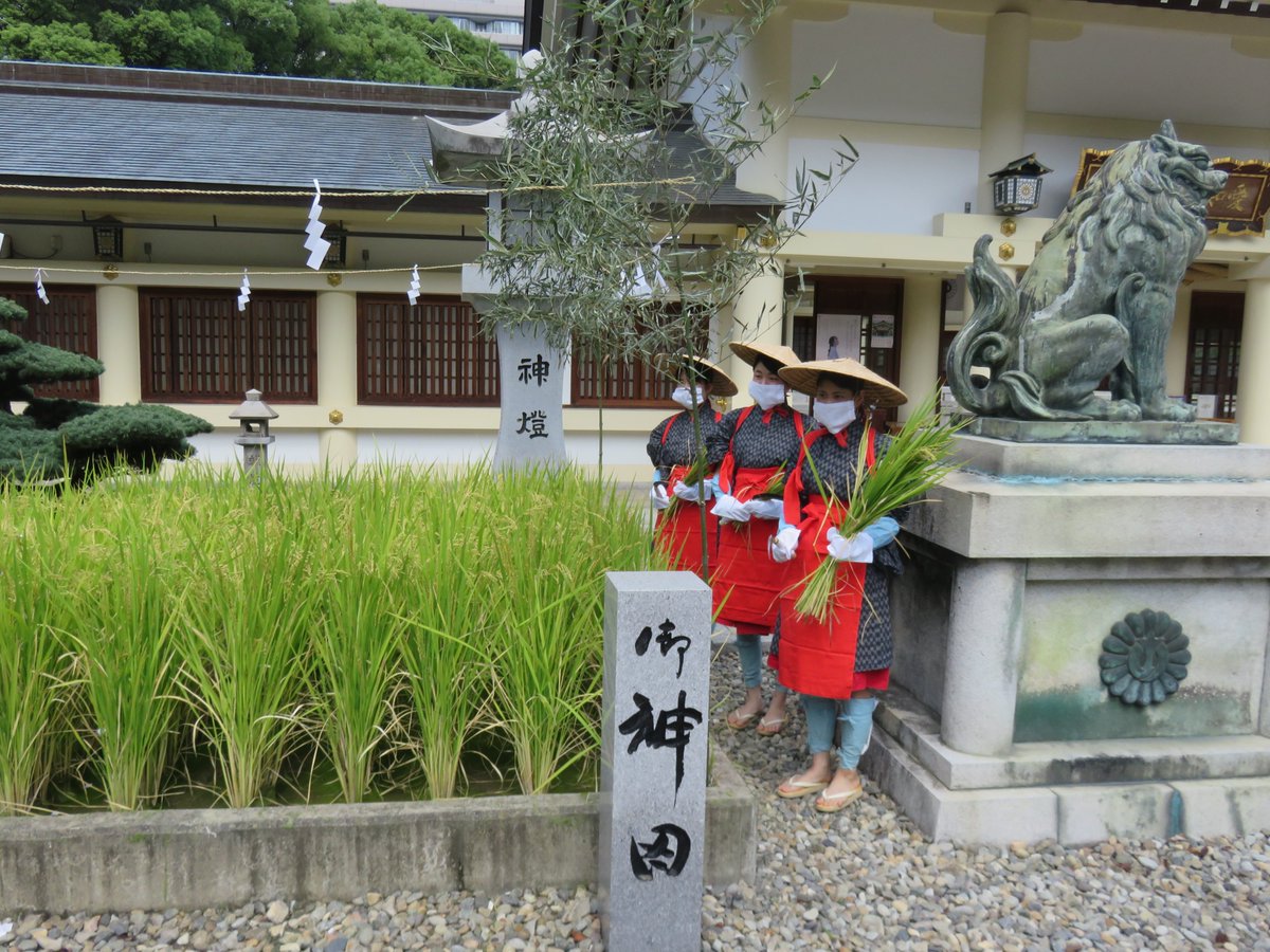 aichigokoku's tweet photo. 9月18日「御神田抜穂祭」が斎行���れました。 5月の田植えから4か月、風雨���害や虫害を受けることなく順調に成長し、収穫することがかないました。 収穫した稲は、伊勢の神宮神嘗祭へ「懸税」として奉献いたしますと共に、11月23日の新嘗祭にて御神前へお供えいたします。 https://t.co/ioTxsNjq13