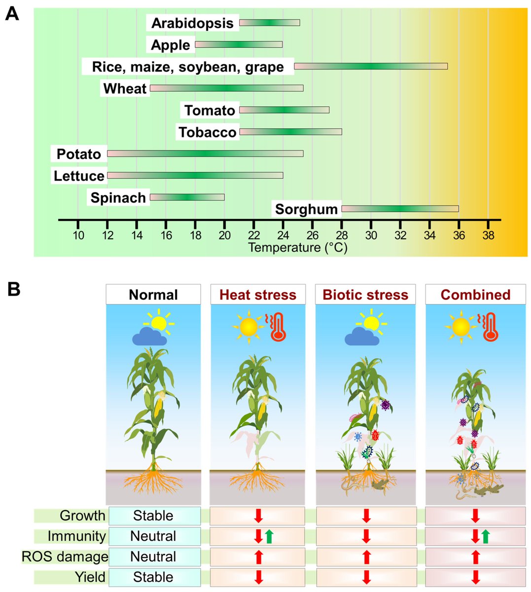 Abiotic stress in plants (Green Survivors) (@abioticstress) on Twitter photo Review by <a href="/rahultnau/">Rahul M Shelake</a> et al. <a href="/sgwagh/">Sopan Wagh</a> <a href="/Jae_Yean/">김재연 Jae-Yean Kim</a> <a href="/Plants_MDPI/">Plants MDPI</a> <a href="/MDPIOpenAccess/">MDPI</a>
#Heat Stress and Plant–#Biotic Interactions: Advances and Perspectives
mdpi.com/2223-7747/13/1…
#PlantSci <a href="/Sdg13Un/">🇺🇳 #UN 🇺🇳 #SDGs 🌏 #ClimateAction 🌐 #ActNow</a> <a href="/sci_plant/">Plant Science</a> <a href="/CSHL/">Cold Spring Harbor Laboratory</a> <a href="/icarindia/">Indian Council of Agricultural Research.</a> <a href="/IndianBotanists/">Indian Botanists</a> <a href="/FeedtheFuture/">Feed the Future</a> <a href="/CropProCory/">Cory Willness</a> <a href="/Love_plants/">Plantlife</a> Review by <a href="/rahultnau/">Rahul M Shelake</a> et al. <a href="/sgwagh/">Sopan Wagh</a> <a href="/Jae_Yean/">김재연 Jae-Yean Kim</a> <a href="/Plants_MDPI/">Plants MDPI</a> <a href="/MDPIOpenAccess/">MDPI</a>
#Heat Stress and Plant–#Biotic Interactions: Advances and Perspectives
mdpi.com/2223-7747/13/1…
#PlantSci <a href="/Sdg13Un/">🇺🇳 #UN 🇺🇳 #SDGs 🌏 #ClimateAction 🌐 #ActNow</a> <a href="/sci_plant/">Plant Science</a> <a href="/CSHL/">Cold Spring Harbor Laboratory</a> <a href="/icarindia/">Indian Council of Agricultural Research.</a> <a href="/IndianBotanists/">Indian Botanists</a> <a href="/FeedtheFuture/">Feed the Future</a> <a href="/CropProCory/">Cory Willness</a> <a href="/Love_plants/">Plantlife</a>