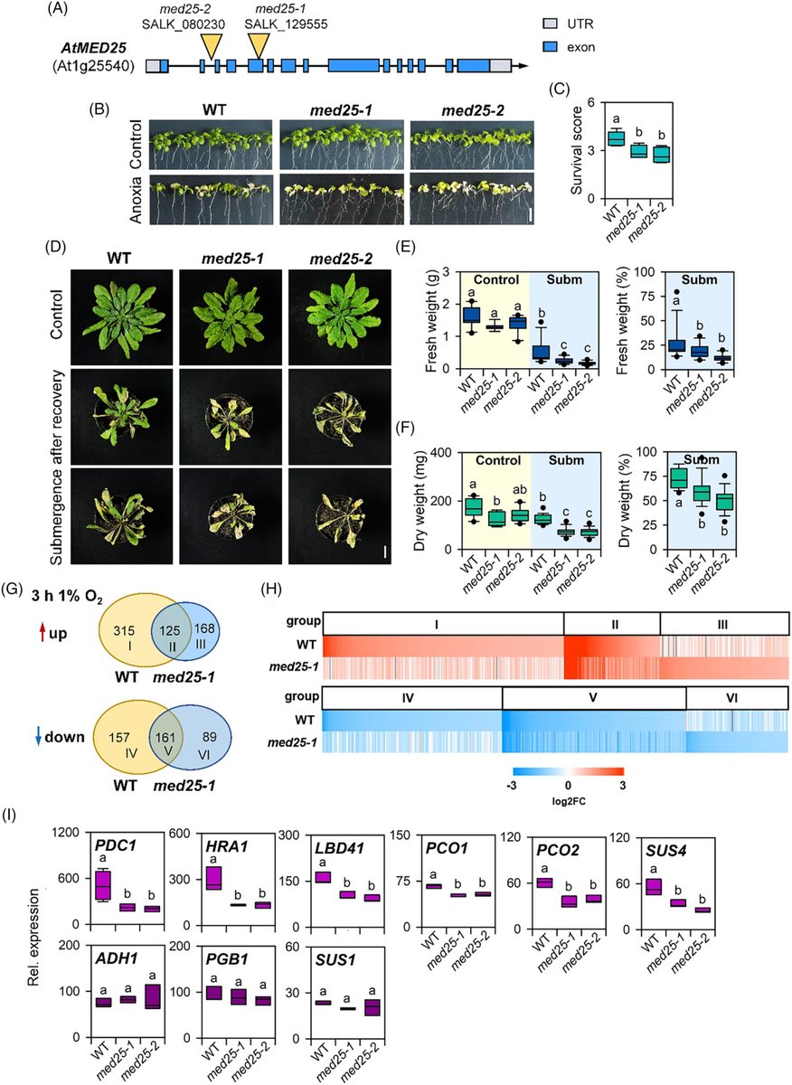 Abiotic stress in plants (Green Survivors) (@abioticstress) on Twitter photo Article by Schippers et al. <a href="/R_Sasidharan/">Rashmi Sasidharan</a> <a href="/SjonHartman/">Sjon Hartman</a> <a href="/frbre/">Frank Van Breusegem Lab</a> <a href="/amna_mhamdi/">Amna Mhamdi</a> <a href="/RomySchmidt17/">Romy Schmidt-Schippers</a> <a href="/ThePlantJournal/">The Plant Journal</a> <a href="/wileyplantsci/">Wiley Plant Science</a> <a href="/SEBiology/">SEB @sebiology.bsky.social</a>
#ERFVII-controlled #hypoxia responses are in part facilitated by MEDIATOR SUBUNIT 25 in #Arabidopsis thaliana
onlinelibrary.wiley.com/doi/10.1111/tp…
#PlantSci Article by Schippers et al. <a href="/R_Sasidharan/">Rashmi Sasidharan</a> <a href="/SjonHartman/">Sjon Hartman</a> <a href="/frbre/">Frank Van Breusegem Lab</a> <a href="/amna_mhamdi/">Amna Mhamdi</a> <a href="/RomySchmidt17/">Romy Schmidt-Schippers</a> <a href="/ThePlantJournal/">The Plant Journal</a> <a href="/wileyplantsci/">Wiley Plant Science</a> <a href="/SEBiology/">SEB @sebiology.bsky.social</a>
#ERFVII-controlled #hypoxia responses are in part facilitated by MEDIATOR SUBUNIT 25 in #Arabidopsis thaliana
onlinelibrary.wiley.com/doi/10.1111/tp…
#PlantSci