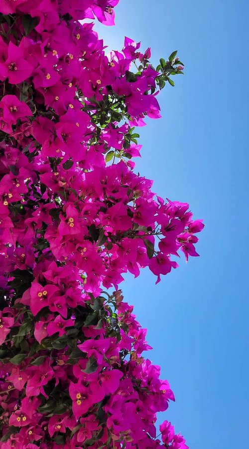 Jábuto Jábuto 🍁 🌱 (@_jabuto) on Twitter photo 