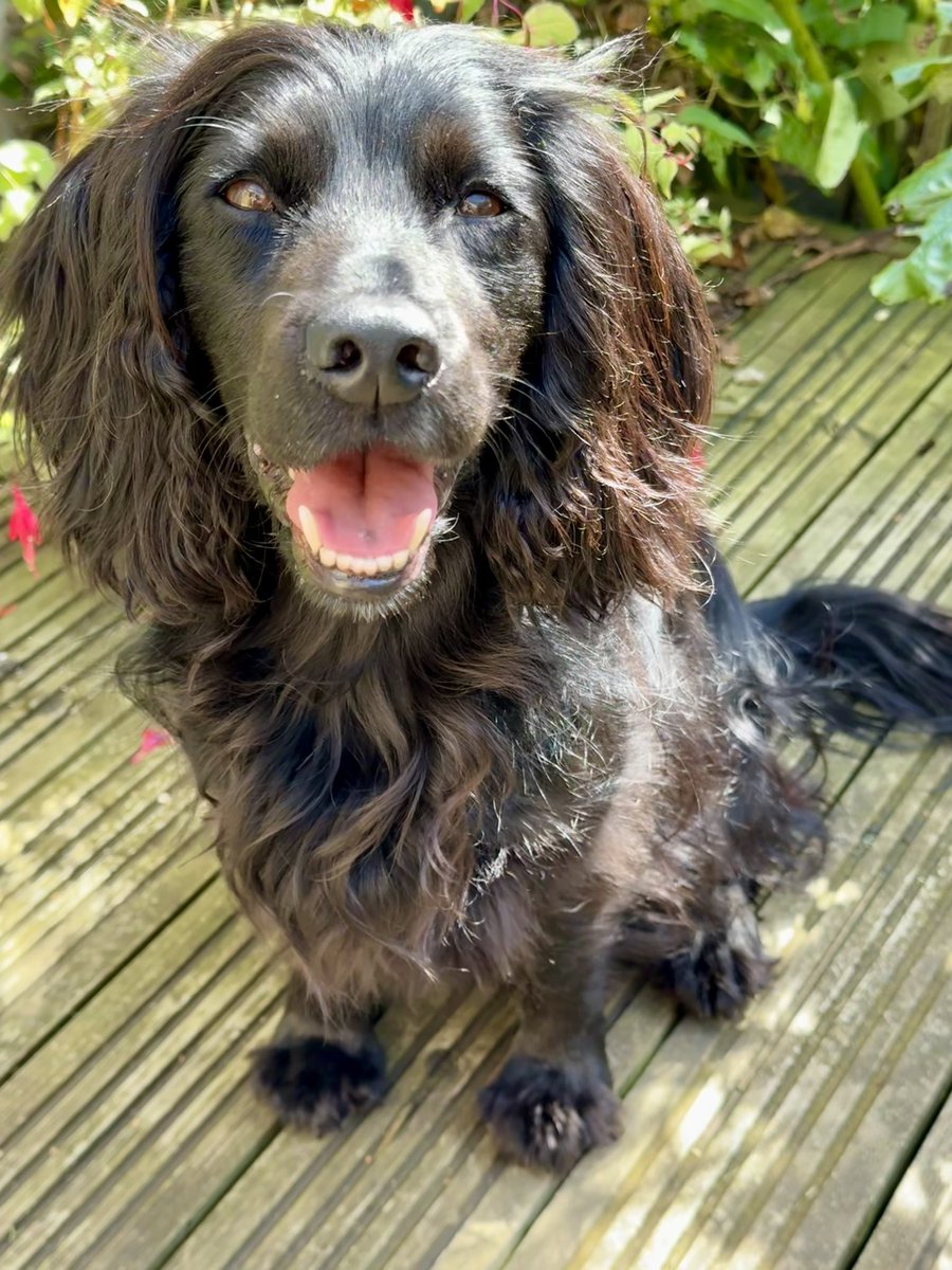 Frens today is a special day in Ronjaland. I’m 5 years old but don’t worry I will always stay a puppy at heart. Please go and ask your hoo for a special treato to celebrate my birthday with me. Thank you for being my fren. I love you. 🥳🎉😘🐾❤️