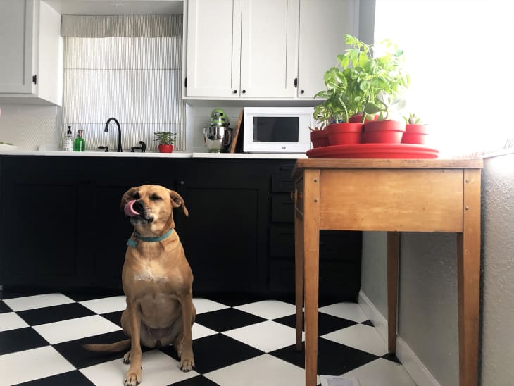 excellent_mover's tweet photo. These Are the Best Types of Flooring for Dogs — And the Worst One https://t.co/9Phw9DPOvV https://t.co/ujIvsaSD0S
