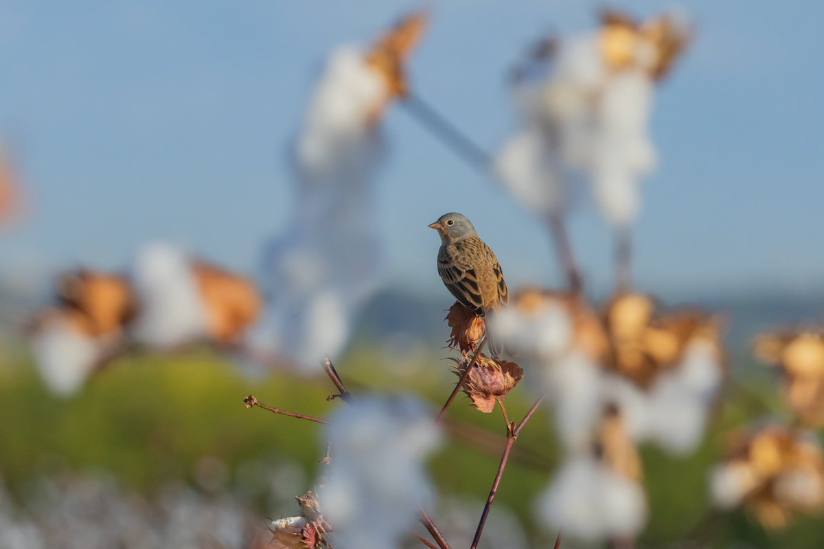 A Cretzschmar's bunting through the Cotton
גיבתון אדום-מקור דרך הכותנה

#BirdsSeenIn2024