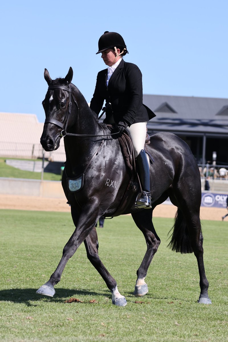 Fiona McIntyre (@thefifi) on Twitter photo Nasukawa made his Royal Show debut at Adelaide 🙌 Couldn’t be prouder of this boy in his first season as a show horse. Placing in his two classes ❤️ including his Racehorse to Show Hunter class sponsored by <a href="/RacingSA/">Racing SA</a> ThoroughCare
<a href="/PriceBloodstock/">Price Bloodstock</a> <a href="/MareeMcEwan/">Maree McEwan</a> Nasukawa made his Royal Show debut at Adelaide 🙌 Couldn’t be prouder of this boy in his first season as a show horse. Placing in his two classes ❤️ including his Racehorse to Show Hunter class sponsored by <a href="/RacingSA/">Racing SA</a> ThoroughCare
<a href="/PriceBloodstock/">Price Bloodstock</a> <a href="/MareeMcEwan/">Maree McEwan</a>