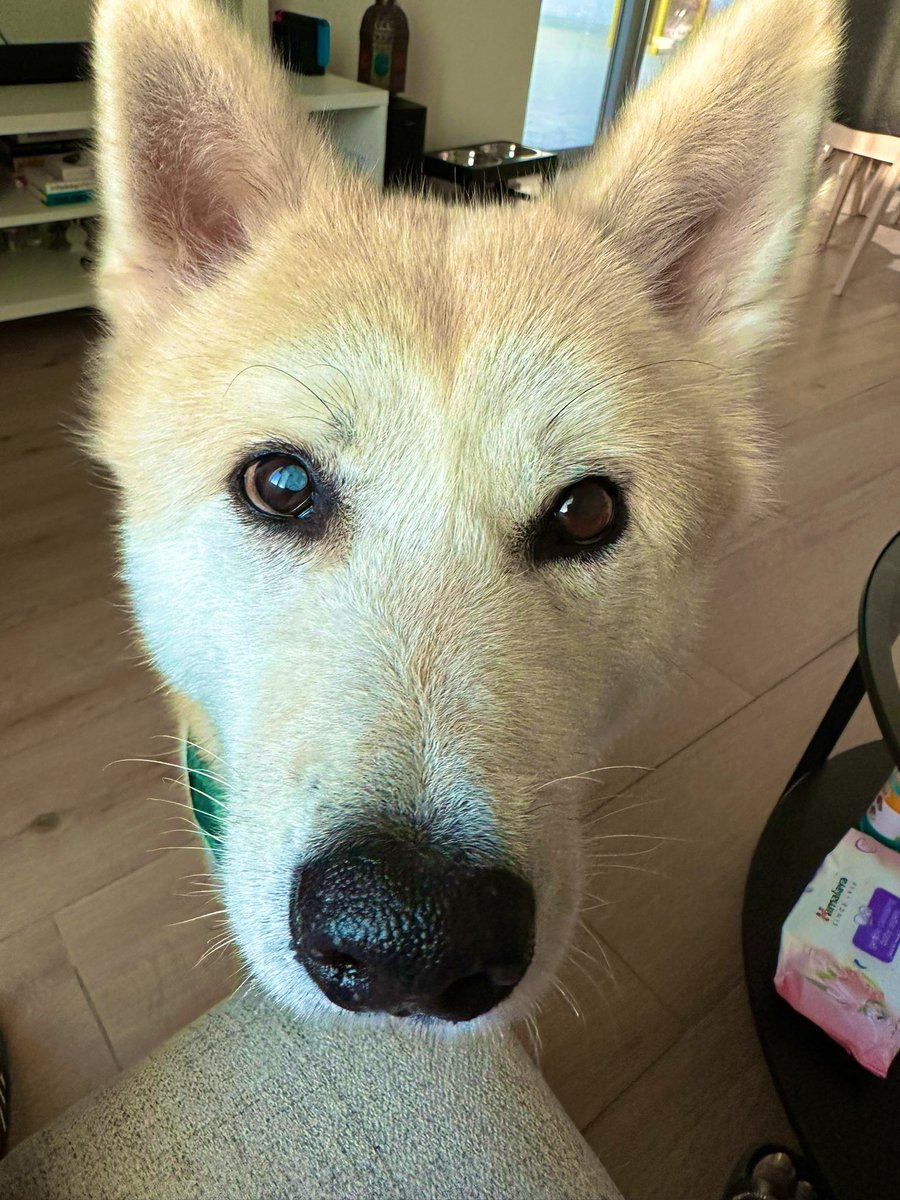 Filling your timeline with positive energy. 

Boop Perry for good luck.