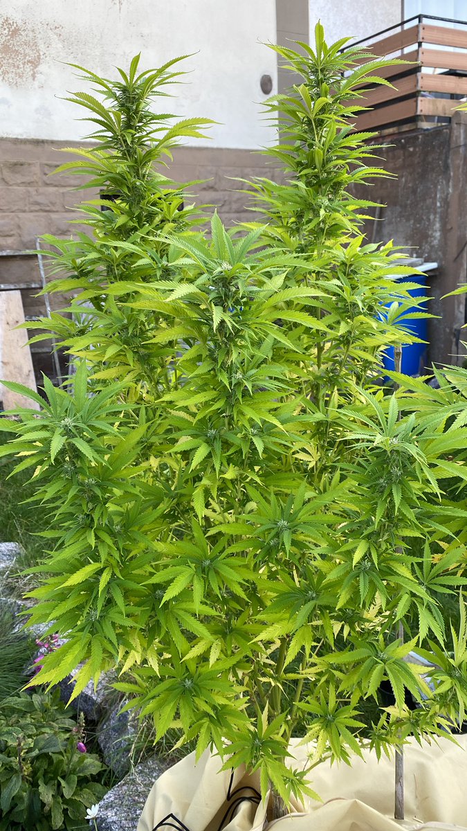 Die sollte eigentlich noch fertig werden ? Ich schütze die wurzeln durch eine Erhöhung und hab alles mit Flies und Stroh ausgelegt, denkt ihr die übersteht die kalten Nächte ? Reinholen kann ich sie nicht.