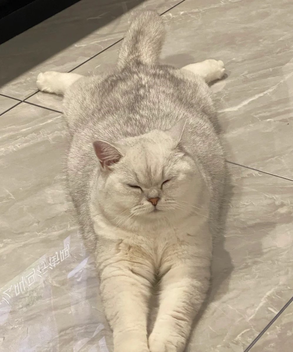 I heard cats are really lazy.