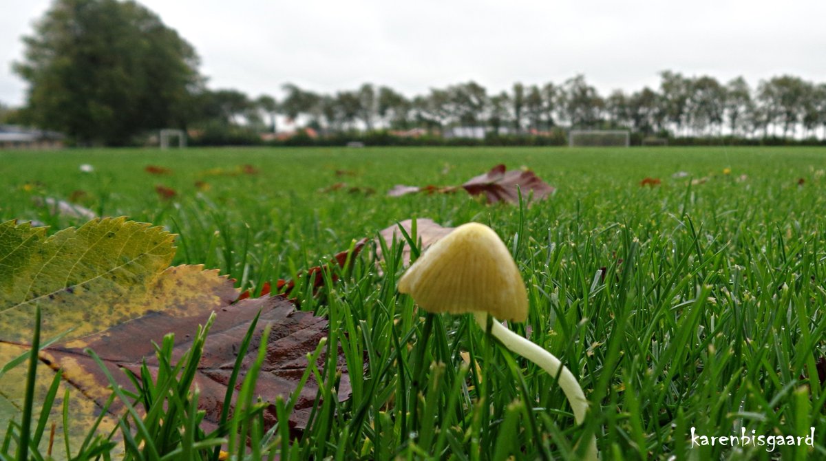 KarenBisgaard1's tweet photo. https://t.co/DeYdzxZApv
#mushroom #sportsarea #tinymushroom https://t.co/NGk2xgHgm8