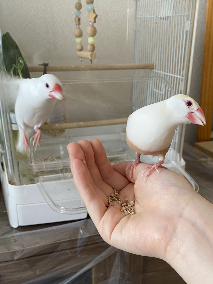 ときと飼い主の部屋 (@shirobun_) on Twitter photo 