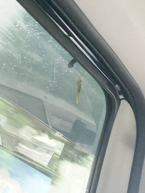 車の窓にバッタがいる https://t.co/tHs2yfpjBK<a href="/tag/%E3%83%95%E3%82%A9%E3%83%BC%E3%82%A8%E3%83%90%E3%83%BC%E3%83%A6%E3%83%AA%E3%82%A4%E3%82%AB"class="tags"><span>#フォーエバーユリイカ</span></a>