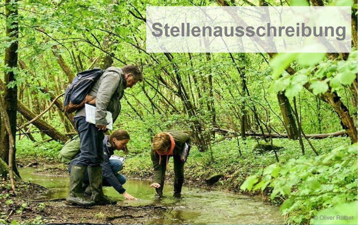 #Stellenausschreibung: 🌿#Naturschutz und #Bildung liegen dir am Herzen und du hast Erfahrung in diesen Bereichen? 📚🌍Dann suchen wir dich als wissenschaftliche/r Mitarbeiter/in für unser Team der #Naturschutzakademie in #Wetzlar!  
Alle Details hier ➡️hlnug.de/fileadmin/doku…