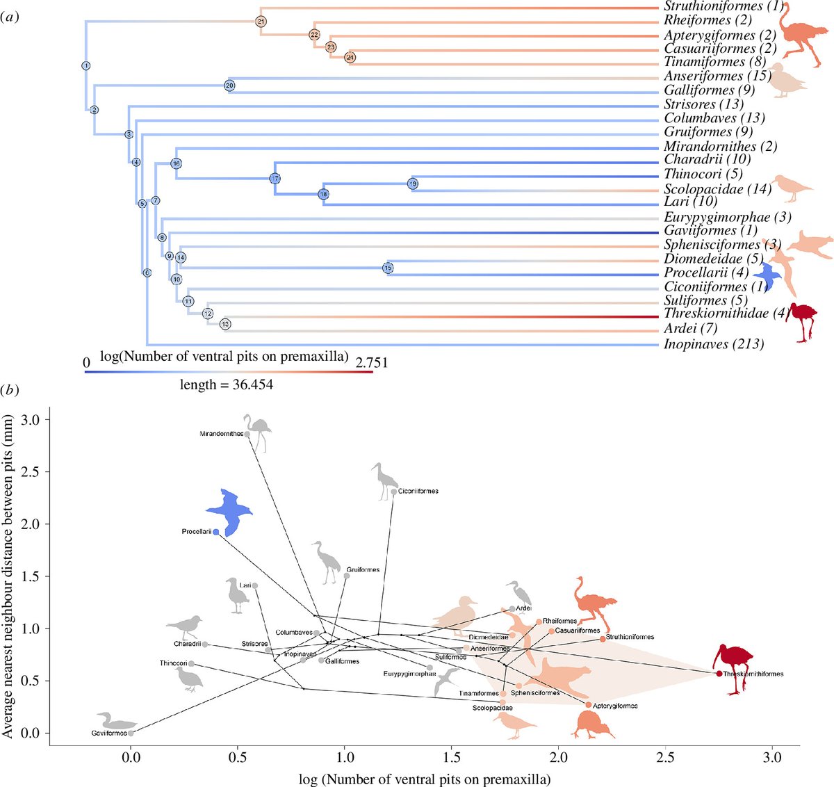 Congrats first author <a href="/carlajdutoit/">Carla du Toit</a> on our new paper out today in <a href="/RSocPublishing/">Royal Society Publishing</a> Biology Letters (link below). Titled "Tactile bill-tip organs in seabirds suggests conservation of a deep avian symplesiomorphy." With @kiwi_sjc Daniel Field &amp; @TheLabAndField.