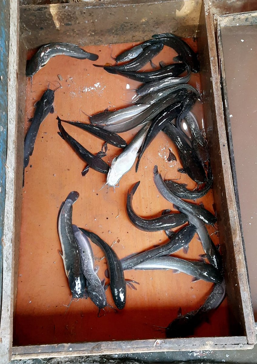 HenderaFN's tweet photo. Selasa,17/9/24,HenderaFN LuhkanBanjar,Kunjungan kekolam Bp.Kartum Ds.Penggalaman(pokdakan Mina Harapan), Panen ikan Lele bertahap, total 100kg, harga 18rb/kg isi 6-8 ekor, @luhlapor @bppsdm_bp3bwi https://t.co/qGMi0EwXA1