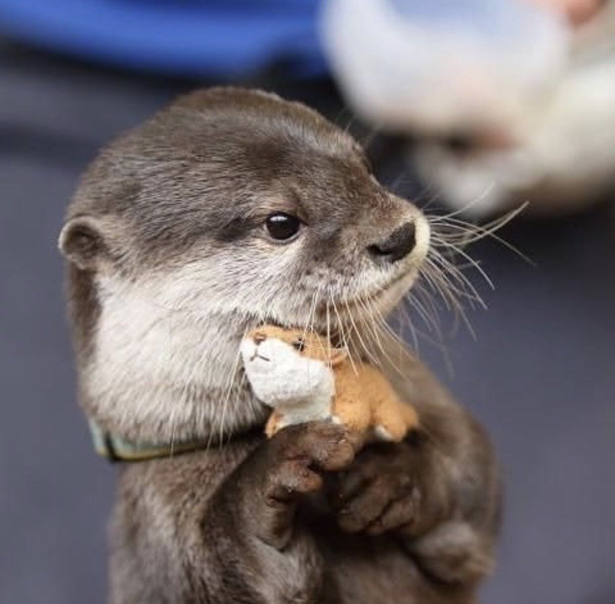 Otter(s) an Hour (@otteranhour) on Twitter photo 