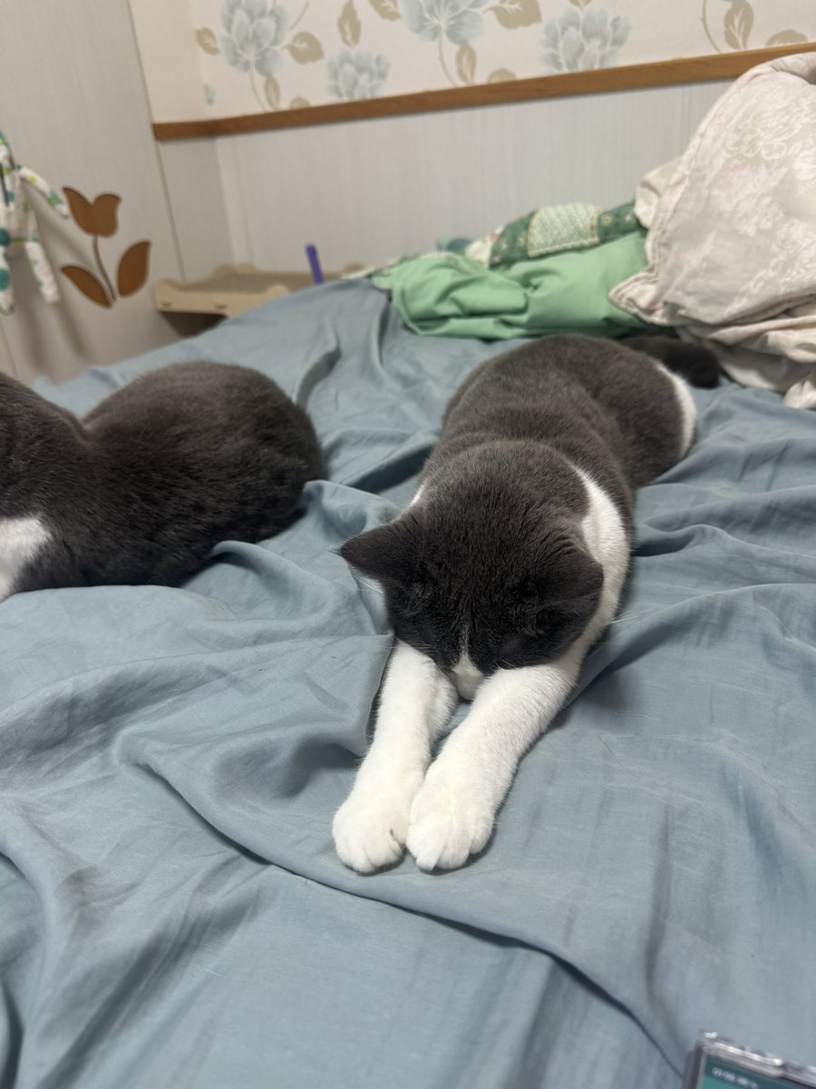 Victor930930's tweet photo. How can you sleep like that!!

#ok
#cat https://t.co/7zAzMFfeKS