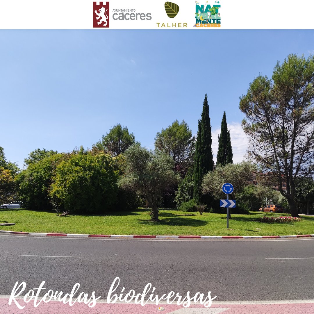 La rotonda que está en la Avda. Ruta de la Plata es biodiversa porque alberga muchas especies en pocos metros cuadrados: cipreses, olivos, pinos piñoneros, ciruelos rojos, cedro de incienso, plantas arbustivas y flores de temporada. 
<a href="/Ayto_Caceres/">Ayuntamiento Cáceres</a> <a href="/Talher_/">Talher</a>