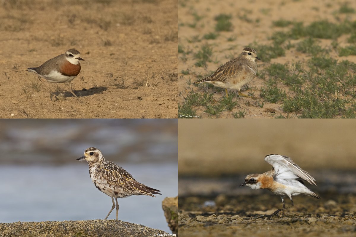 I missed the official #ploverappreciationday by a couple of days, but for me every day is Plover Appreciation Day!

Caspian Plover, Eurasian Dotterel, Pacific Golden-Plover, Tibetan Sand-Plover, all taken in #israel