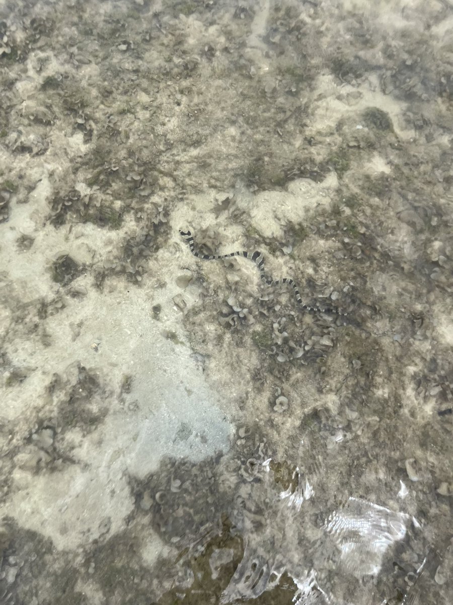 노비구리 tweet media