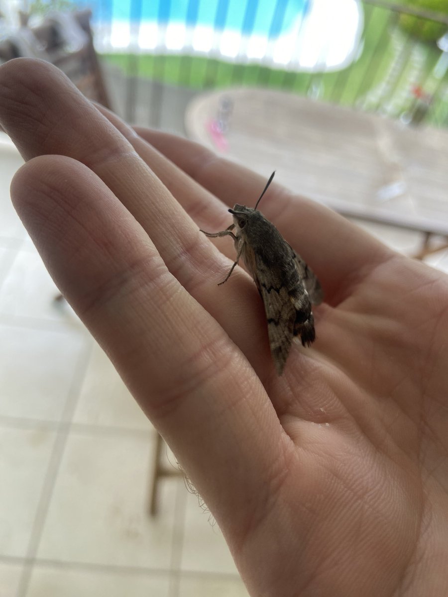 james99roberts's tweet photo. A very cute hummingbird hawk moth (Macroglossum stellatarum) just flew into our accommodation in Moraira, Spain #moth #hawkmoth https://t.co/58pe6tz4Rq