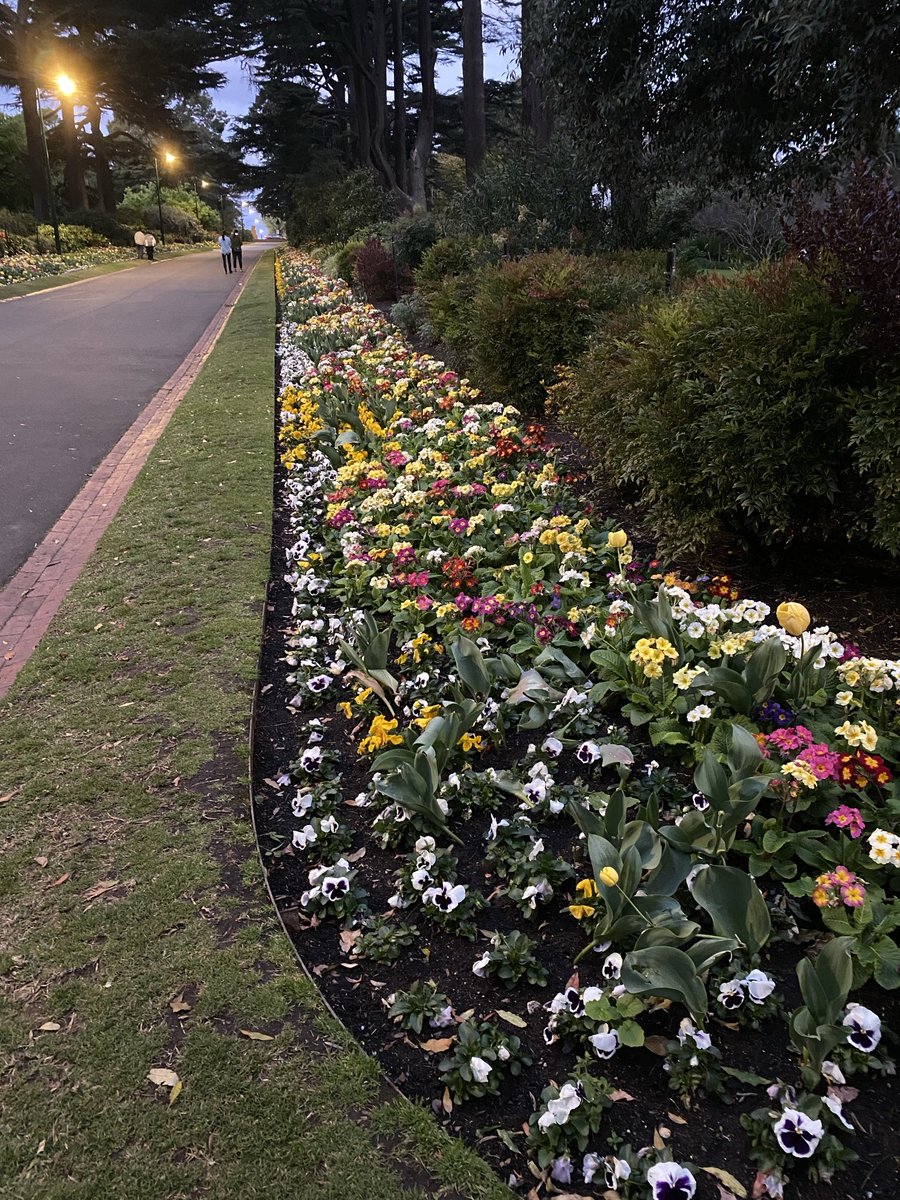Beautiful Fitzroy gardens putting on a great show