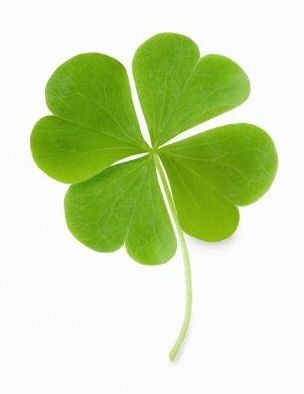 추첨제 당첨 기원🍀