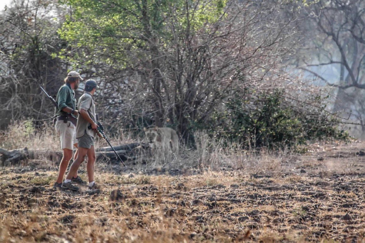 Do you see it? 

Only in Mana Pools where you can experience the wilderness in its most natural form. 

📷 Stretch Ferreira Safaris

My current commitment is towards providing 4x4 vehicles for people seeking to explore the safari of Zimbabwe. One day at a time.

#TravelZimbabwe