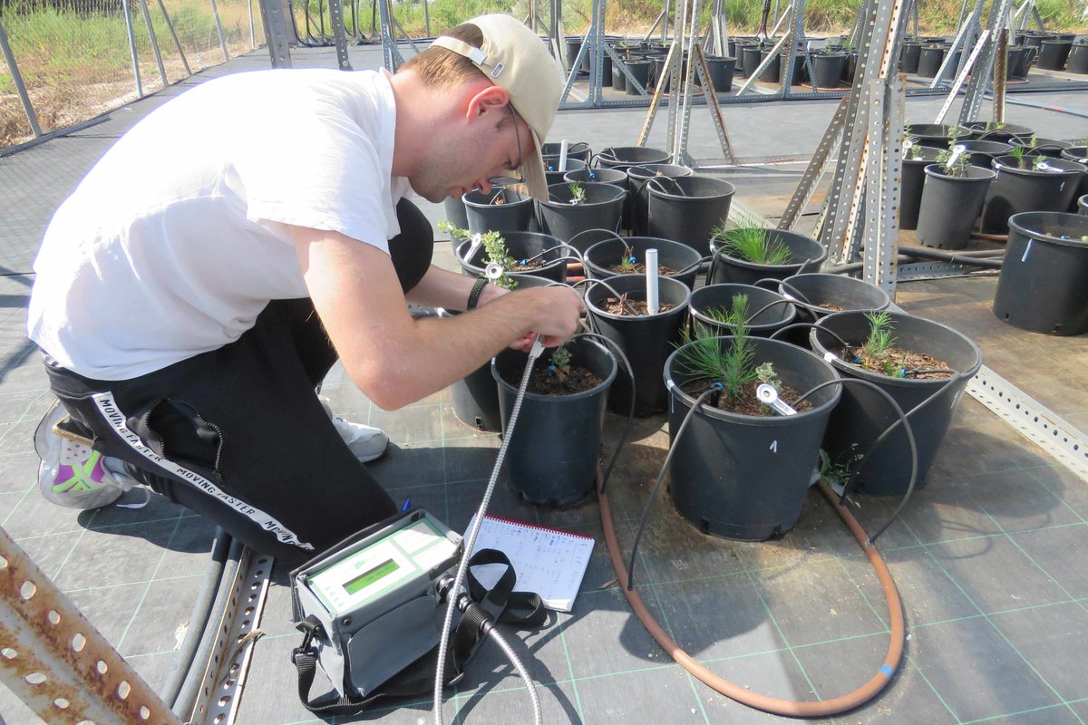 BiodiversosU's tweet photo. Estos días en el proyecto QuerPin se está usando el nuevo fluorímetro del departamento, que permite conocer el Fv/Fm en las encinas para estudiar la respuesta de las plantas a la convivencia con otras especies. En las instalaciones de #Cultive
@ESCET_URJC
@URJCcientifica https://t.co/u20plSKvMR