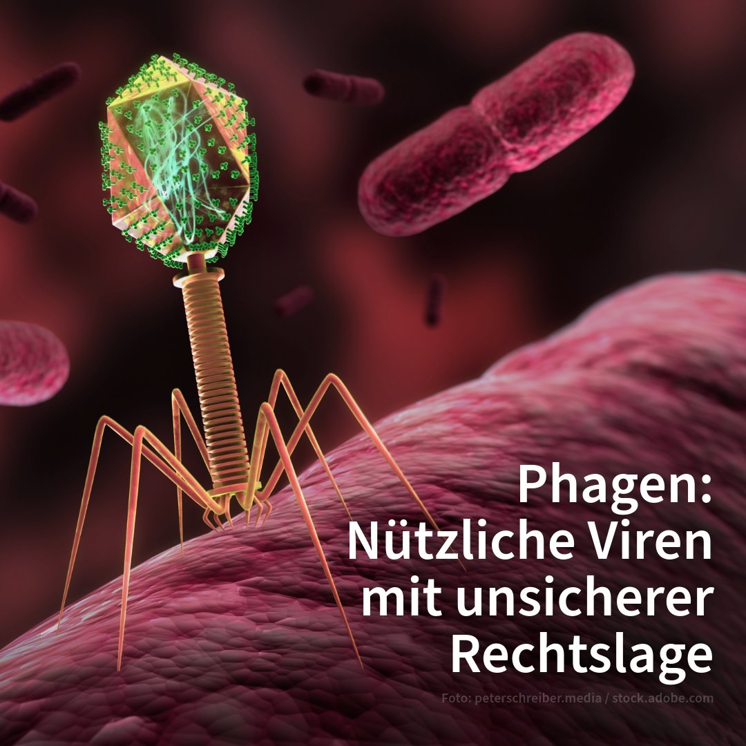 Bakterien bekämpfen ohne Antibiotika? Bakteriophagen machen’s möglich! Diese Viren befallen &amp; zerstören Bakterien. Warum sie trotz ihres Potenzials selten genutzt werden, erklärt Dr. Timo Faltus von der MLU im Interview. Er hat die Rechtslage analysiert: campus-halensis.de/phagen-intervi…