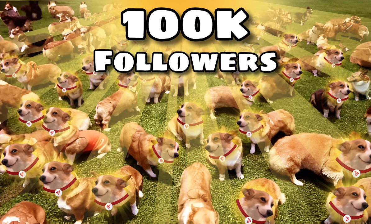 SunDog 🐾 tweet media