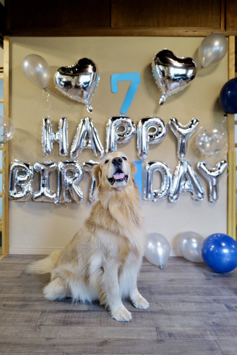 ジョイさん今日で７歳になりました‼️
お誕生日おめでとう🎂🎊✨

お誕生日ライブをしようかと思っていたのですが、実は先週から一家全然インフルエンザにかかってしまいまして…🤤

自分はすっかり元気なのですが、ママとマサキがまだ本調子では無いため来週辺りに延期する予定です💦