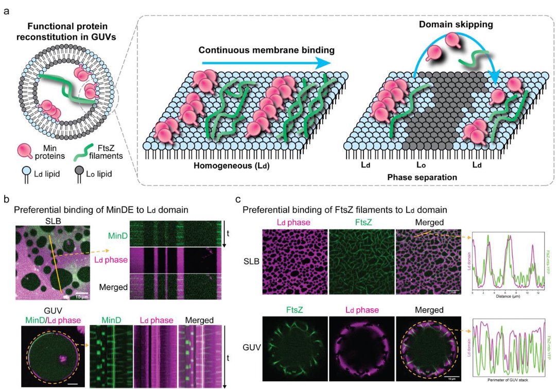 Olivier Borkowski (@o_borkowski) on Twitter photo Mutual dependence between membrane phase separation and bacterial division protein dynamics in synthetic cell models from <a href="/SchwilleLab/">Schwille Lab</a>
doi.org/10.1101/2024.0… Mutual dependence between membrane phase separation and bacterial division protein dynamics in synthetic cell models from <a href="/SchwilleLab/">Schwille Lab</a>
doi.org/10.1101/2024.0…