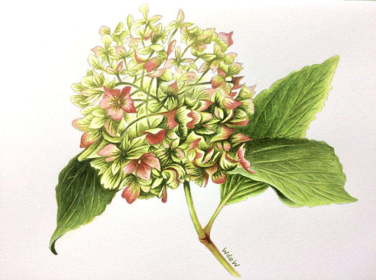 billdewilde's tweet photo. Hydrangea 
Watercolour 
#paintseptember #painting #flowers #Wednesday #artistonX #artist #artistoninstagram https://t.co/y0pZwDMijZ