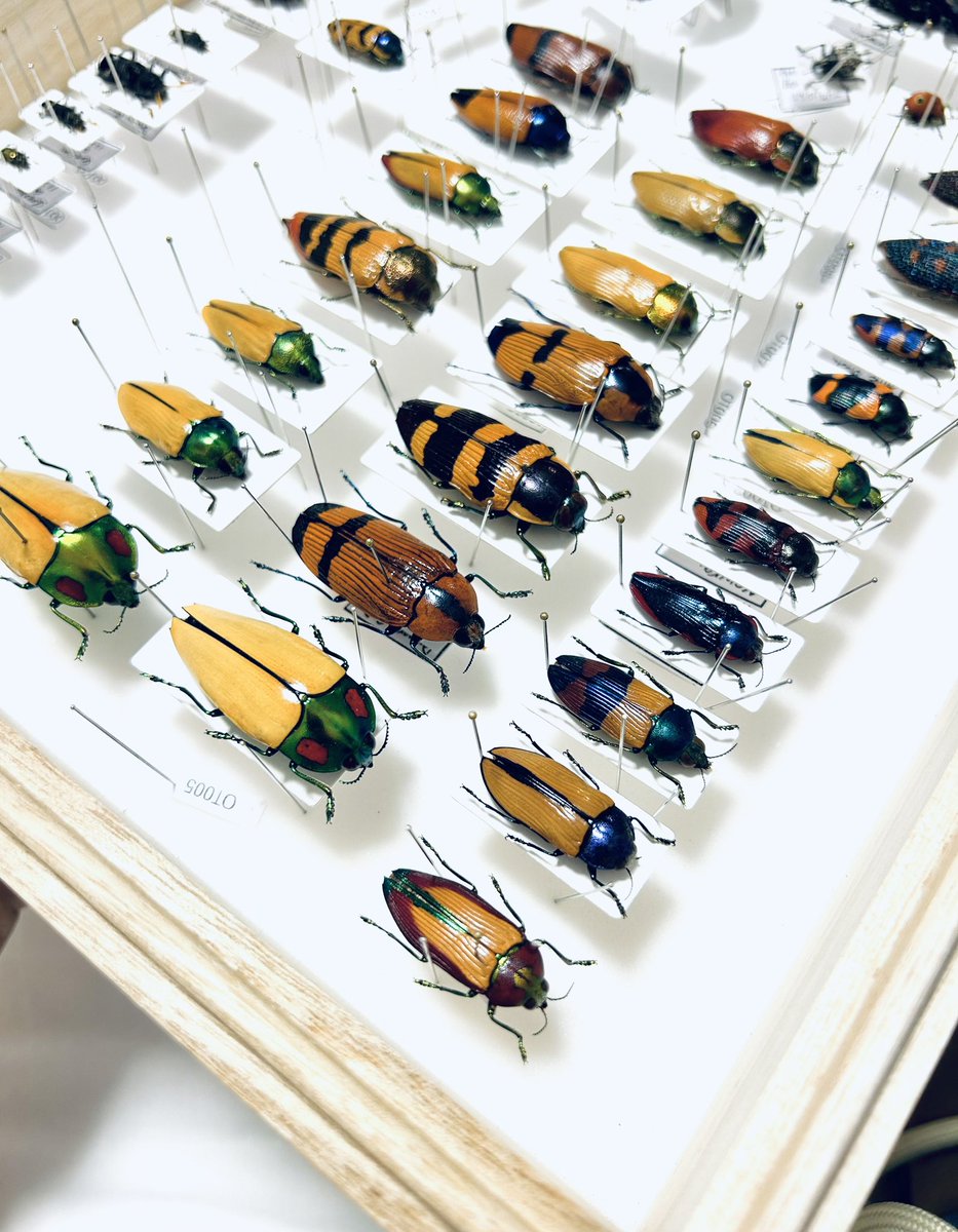 Insects-bne tweet media