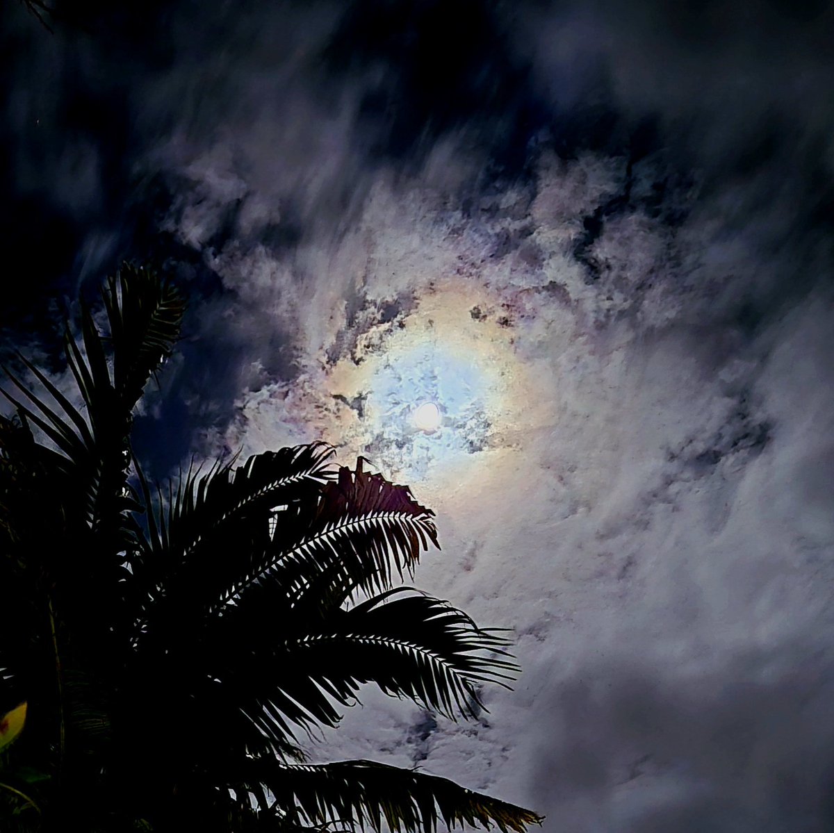 今! 🌴