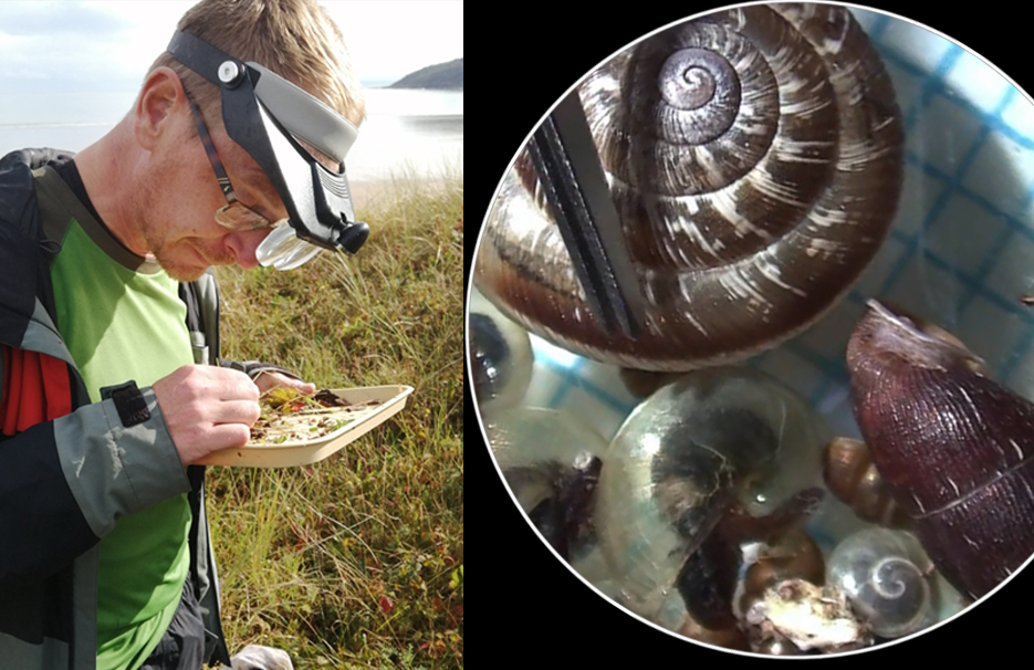 CardiffCurator's tweet photo. Join our curators in a deep dive into some of Wales’ most threatened species and habitats, with our live online series of @NaturAmByth webinars! 

First up: Five special molluscs, from tiny Whorl Snails to the resurgent Native Oyster.
📆1 Oct
⏰6pm
🎟️Free
https://t.co/oTyte6sZOX https://t.co/81KHCA8Rvd