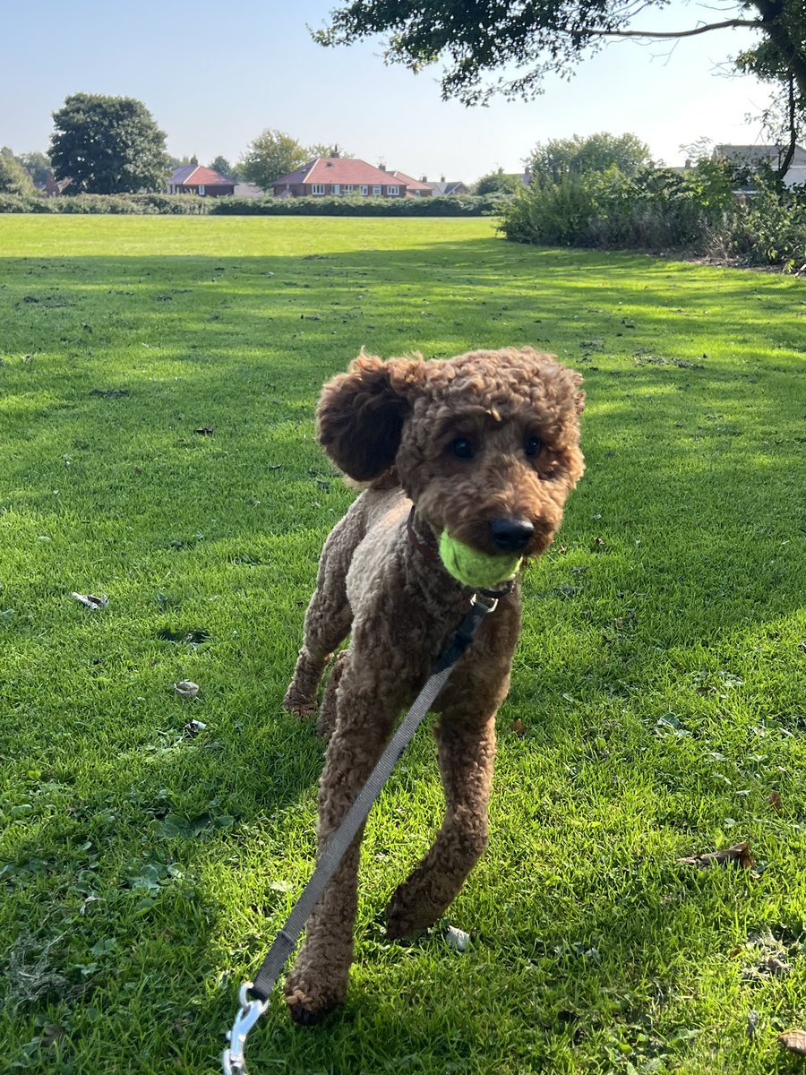 Is_Right's tweet image. Minding this one today and he found a new ball 🎾