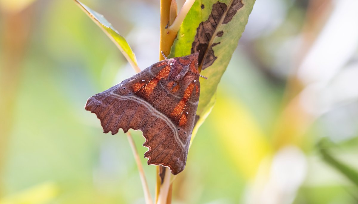 Bob Eade tweet media