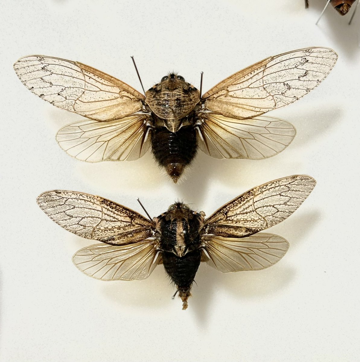 Insects-bne tweet media