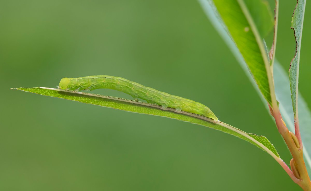 Bob Eade tweet media