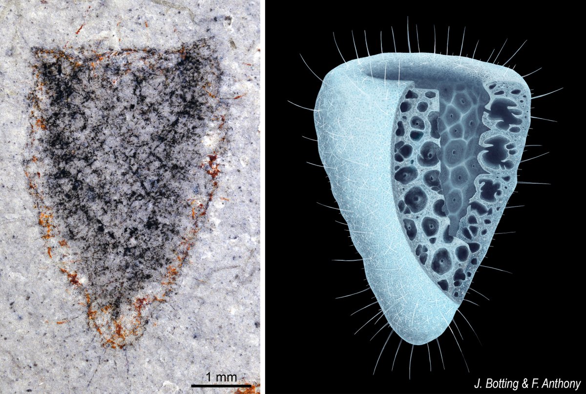 Rudy Lerosey-Aubril (@pllife2) on Twitter photo 🚨Paper alert🚨Meet Polygoniella turrelli, our latest addition to the remarkable Cambrian Marjum Biota of Utah. This 500-million-year-old sponge displays a complex anatomy that has no equivalent amongst poriferans of that time. <a href="/Ldelmouro/">Lucas Del Mouro</a> <a href="/InvertebratePal/">Javier Ortega Hernández</a> doi.org/10.1098/rsos.2… 🚨Paper alert🚨Meet Polygoniella turrelli, our latest addition to the remarkable Cambrian Marjum Biota of Utah. This 500-million-year-old sponge displays a complex anatomy that has no equivalent amongst poriferans of that time. <a href="/Ldelmouro/">Lucas Del Mouro</a> <a href="/InvertebratePal/">Javier Ortega Hernández</a> doi.org/10.1098/rsos.2…