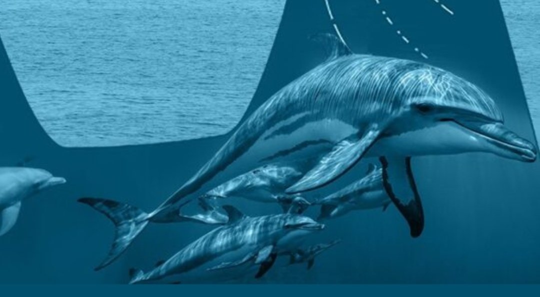 So I emailed the newspaper and they've told me that all images in their article are "Actual cetaceans". Here is the relevant part of their response and "Actual cetaceans" included. No. Just no. ????