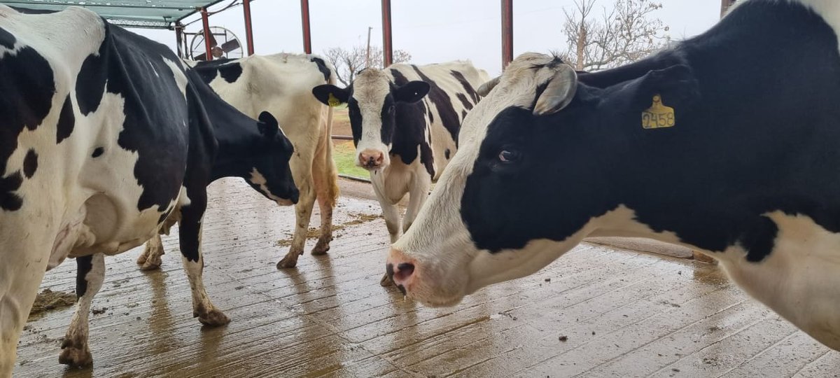 Gracias a una consulta de Sturzenegger la lechería salió a defender los datos del Siglea elidaporelcampo.blogspot.com/2024/09/gracia…