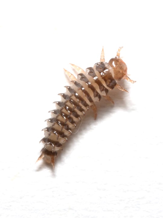 Sandra Steiger (@steigerlab) on Twitter photo This is a sweet burying beetle larva. Each instar smells different, and mothers respond to the scent during feeding. Congrats to Jacky Sahm on publishing the third chapter of her PhD thesis: The scent of offspring <a href="/BehavEcol/">Behavioral Ecology</a> #buryingbeetles
academic.oup.com/beheco/article… This is a sweet burying beetle larva. Each instar smells different, and mothers respond to the scent during feeding. Congrats to Jacky Sahm on publishing the third chapter of her PhD thesis: The scent of offspring <a href="/BehavEcol/">Behavioral Ecology</a> #buryingbeetles
academic.oup.com/beheco/article…