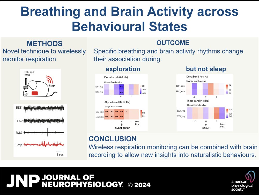 JNeurophysiol's tweet image. 🤔Did you know animals can alter their respiration rate to actively sample their environment? New #OpenAccess research by Debanjan Dasgupta et al. shows the brain aligns firing with this rhythm.

ow.ly/ZaWX50T23g4

#Respiration #EEG #Neurophysiology