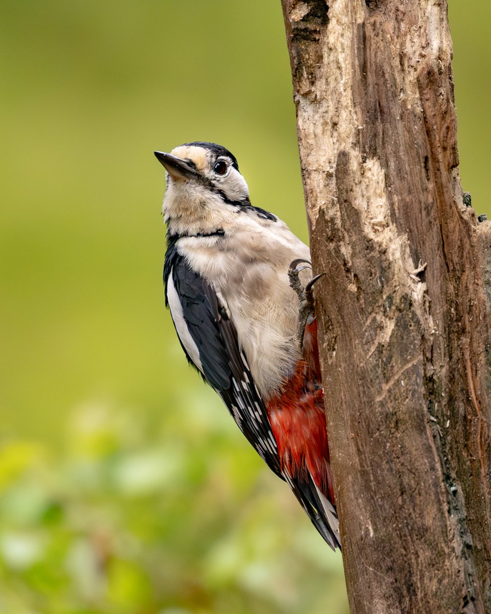 Opticron (@opticronuk) on Twitter photo Great spotted woodpeckers are striking birds but usually heard rather than seen. In spring, their unmistakable drumming echoes through the forest, but often it’s the sharp ‘pik!’ calls that alert birdwatchers to their presence.
📷 and✍ by <a href="/beccaonthewing/">Rebecca Gibson</a>
#SeeNature Great spotted woodpeckers are striking birds but usually heard rather than seen. In spring, their unmistakable drumming echoes through the forest, but often it’s the sharp ‘pik!’ calls that alert birdwatchers to their presence.
📷 and✍ by <a href="/beccaonthewing/">Rebecca Gibson</a>
#SeeNature
