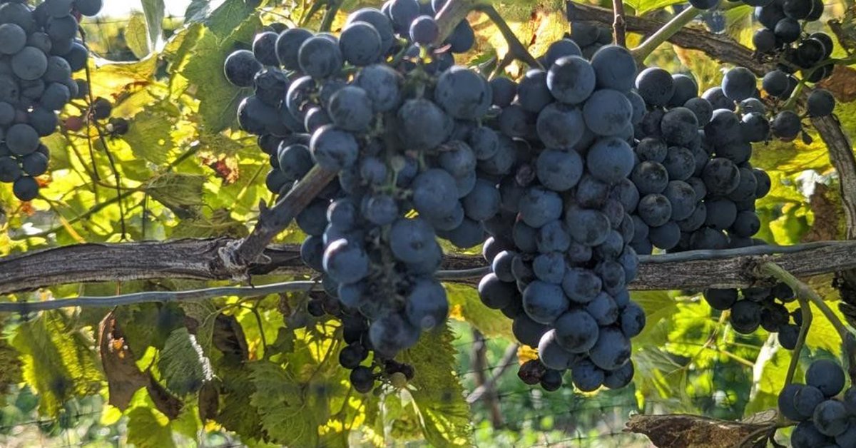 Fresh and ready to pick Marquette grapes from Vivace Estate Winery! Harvest season is here.

#epicwineries #epicwine #harvest #harvestseason #harvestszn #vivace #winegrapes #grapes #trulyepic