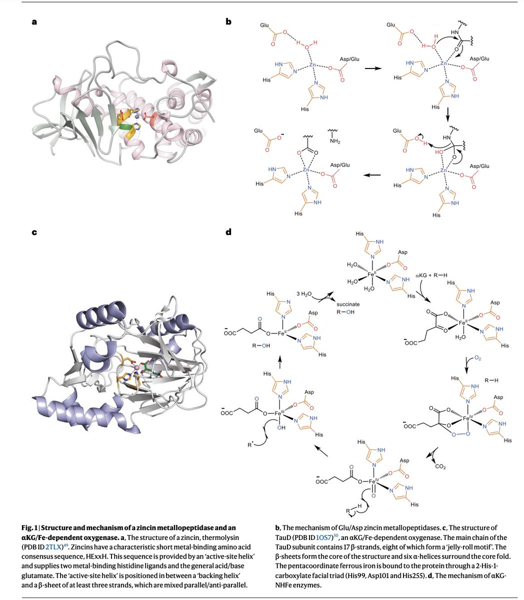 EnzymeChemistry's tweet photo. Fused radical SAM &amp; αKG-HExxH domain proteins catalyse cyclophane formation &amp; β-hydroxylation by @yohei_morishita, @ma_suze, DeLaMora,Li, Chen, Ji, Usclat, Amara, Sugiyama, Tooh, Gregory Gunawan, Pérard, Nicolet, @QiZhang_chem, Morinaka in @NatureChemistry https://t.co/UFOxgawgVz https://t.co/hF2qe50FGt