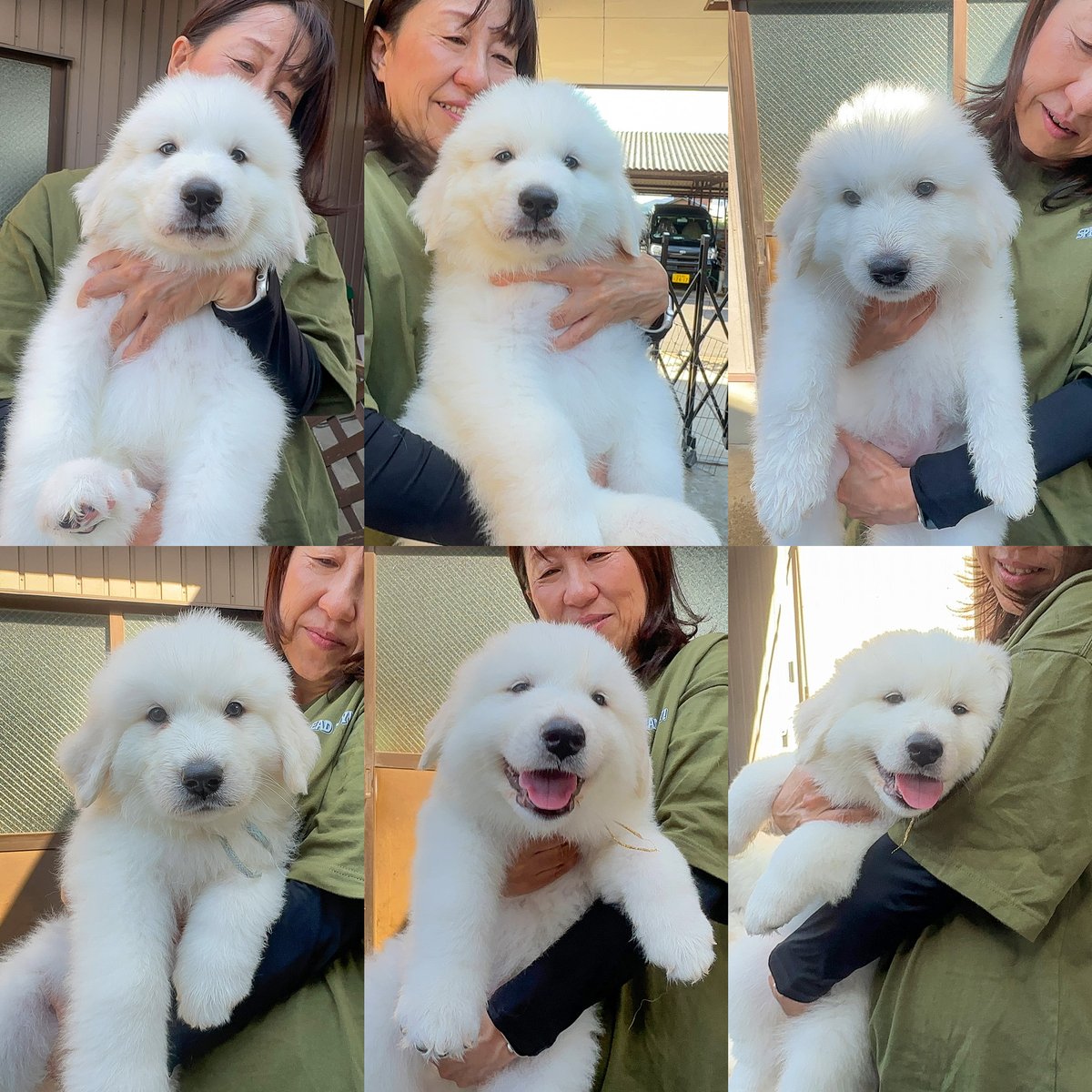 グレートピレニーズの子犬をお探しの方いらっしゃいませんか🥺❓
ぴれちゃんねるさんの「サクラ」と同犬舎から子犬が産まれたそうです！✨

現在女の子が5頭、男の子が1頭残っているそうですので、お探しの方が居ればInstagramから是非ご連絡下さい↓

instagram.com/fun_fan_farm?u…