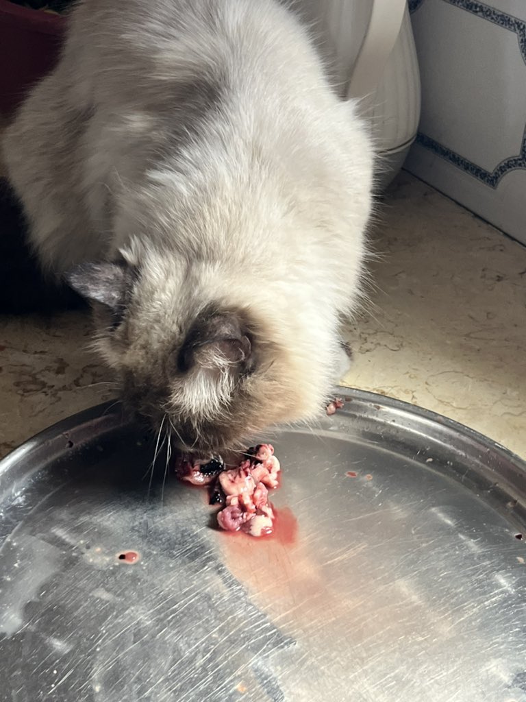Mo7mmd30's tweet photo. Hi guys. I’ve withdrawn some money from my campaign to evacuate my family from Gaza, to buy some meat for my cat Leo and the poor cats on the st

If u love Leo and wanna to feed her and the poor kittens too, donate to this link so I can buy them food 😍

https://t.co/1MCk8KJi3K https://t.co/AFunoKj6eJ