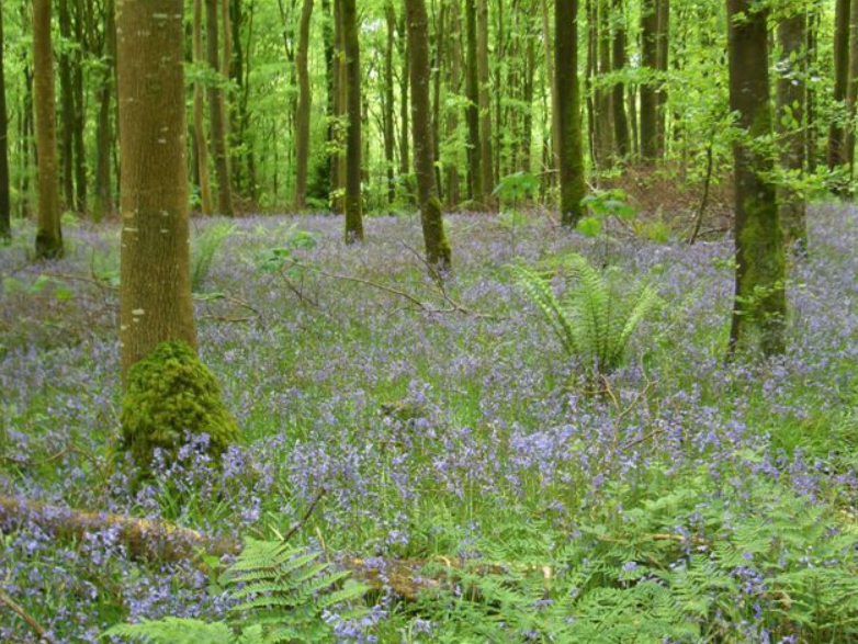 Upcoming works at Moore Abbey Wood starting Sept 2024: Coillte will use Continuous Cover Forestry to improve the biodiversity values of this forest. 

Please follow safety signage during the 5-week project. 🌲🌳

#ForestsForNature